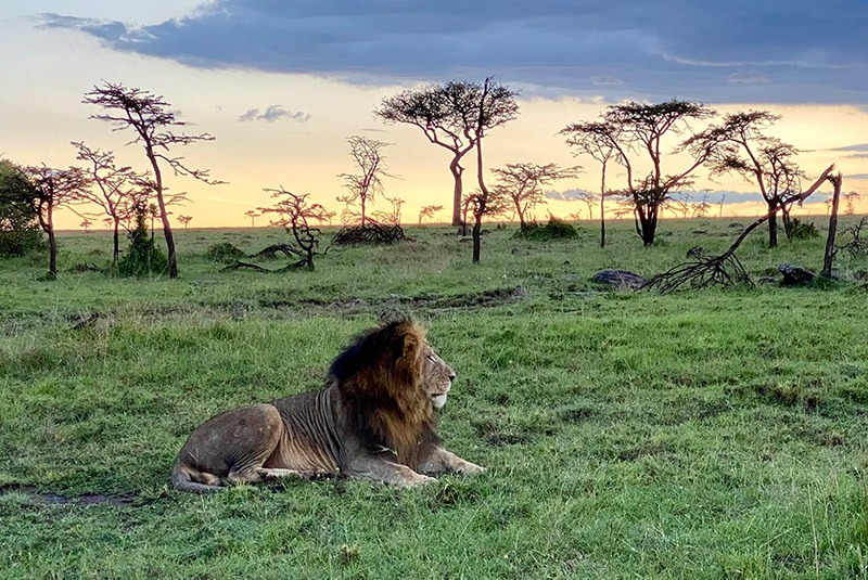 Lion on the savannah at dusk, Kenya