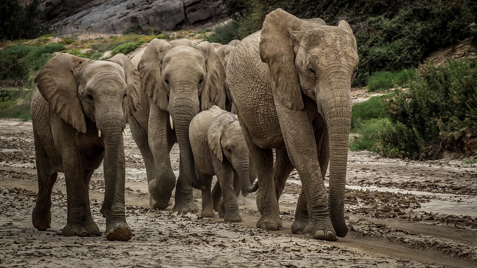 Herd of desert elephants in Namibia