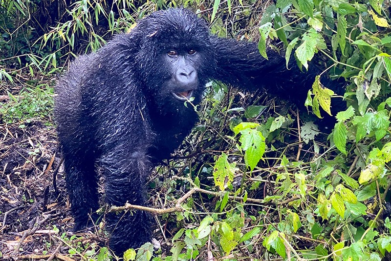 Baby gorilla in Volcanoes National Park, Rwanda