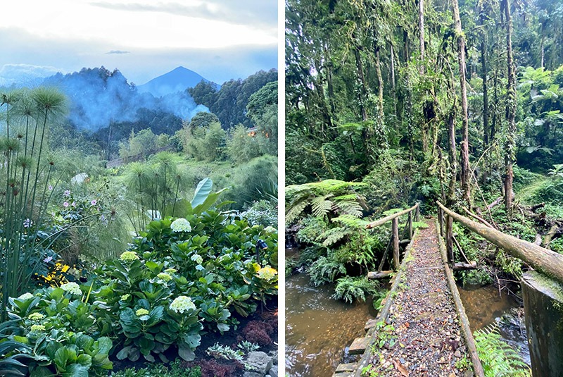 Jungle vegetation in Volcanoes National Park, Rwanda