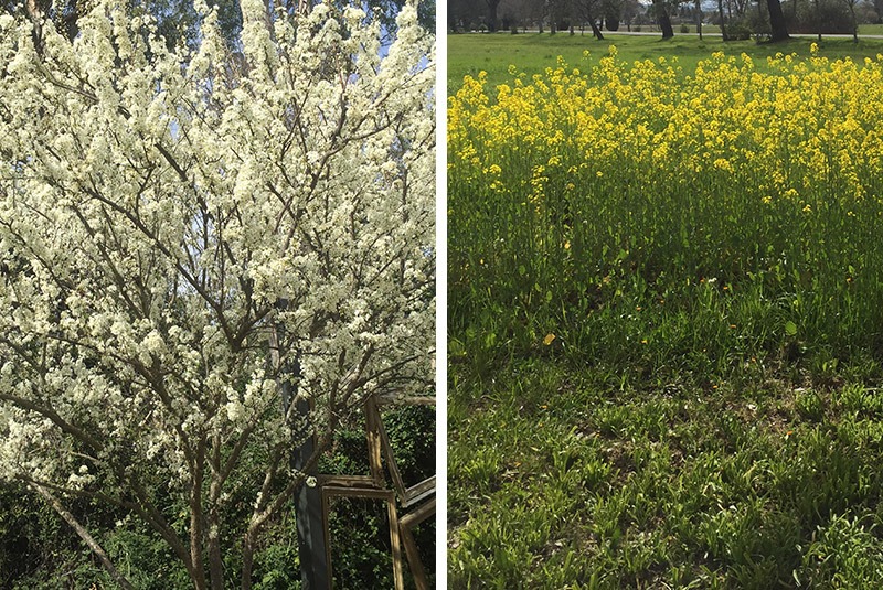 Plum blossoms and mustard plants in Sonoma, California