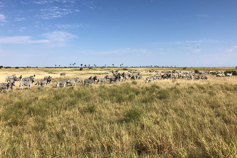 Zebra migration near Jack's Camp, Botswana