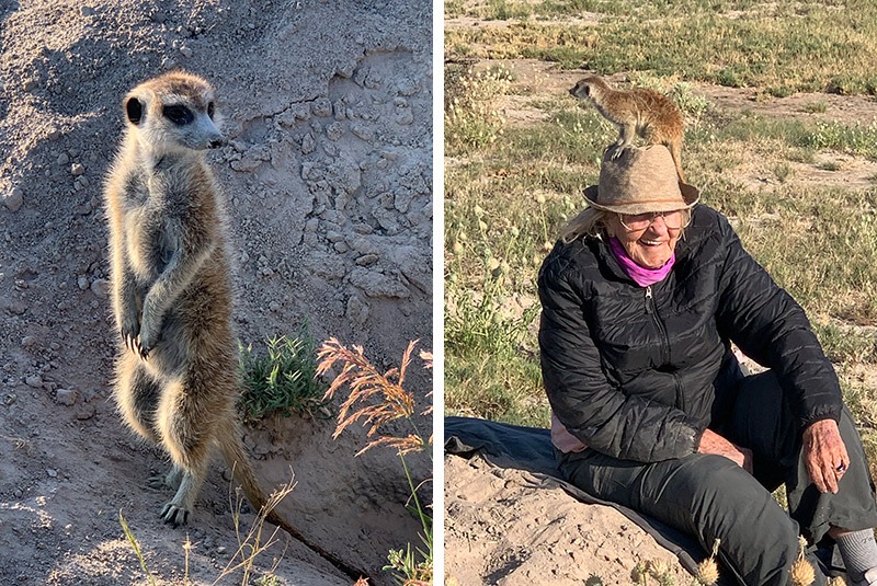 Meerkat experience at Jack's Campin the Makgadikgadi Pans, Botswana