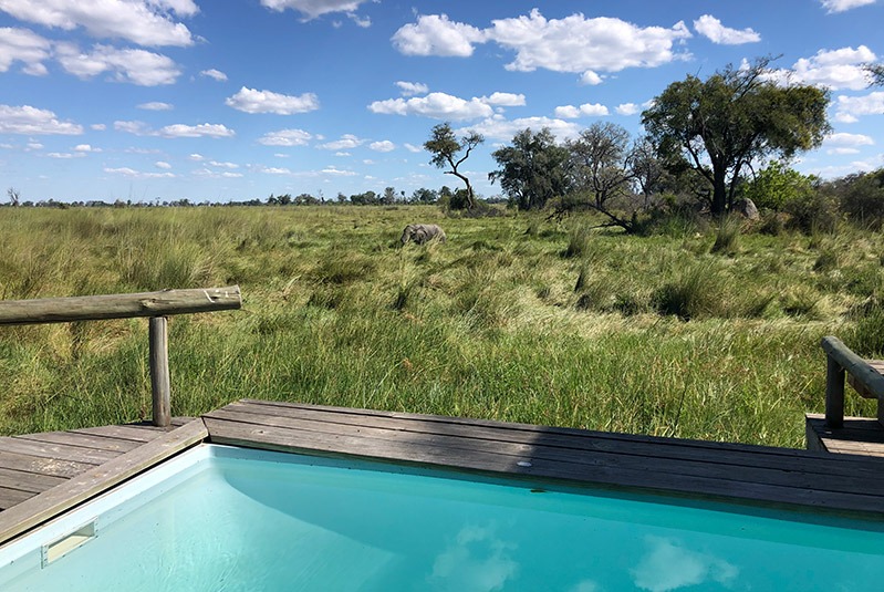 An elephant seen from a plunge pool at Vumbura Plains, Botswana