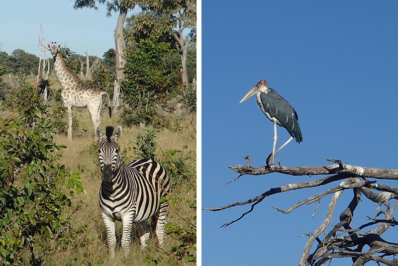 Widlife and birdlife on safari from Vu mbura Plains, Okavango Delta, Botswana