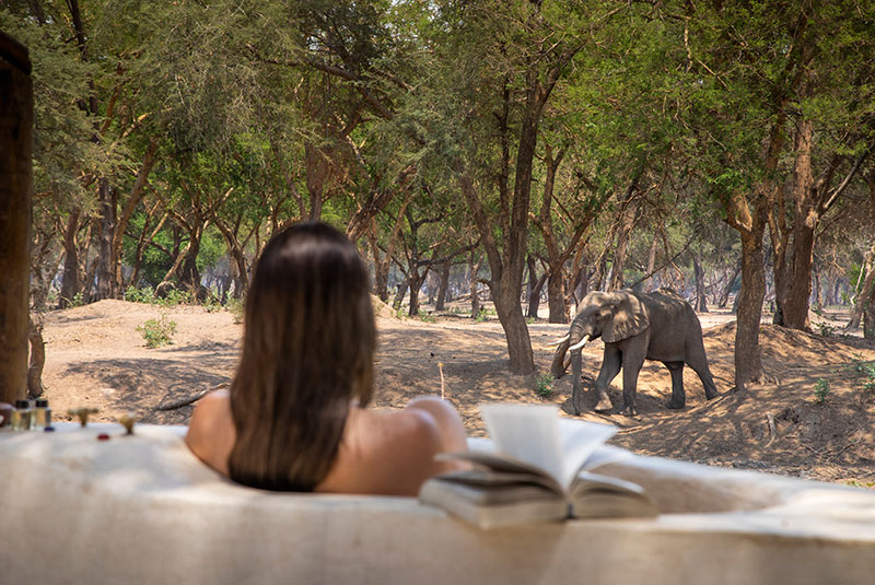 Old Mondoro Camp elephant watching from the bathtub, Zambia