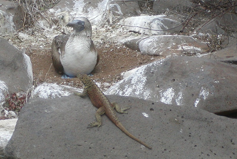 Blue footed booby and lizard in the Galapagos