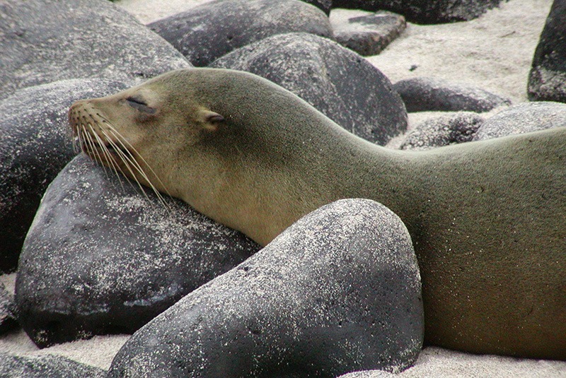 Sea lion resting on rocks and sand in the Galapagos