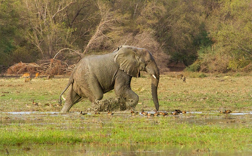 Elephant in marshland in Zakouma National Park, Chad