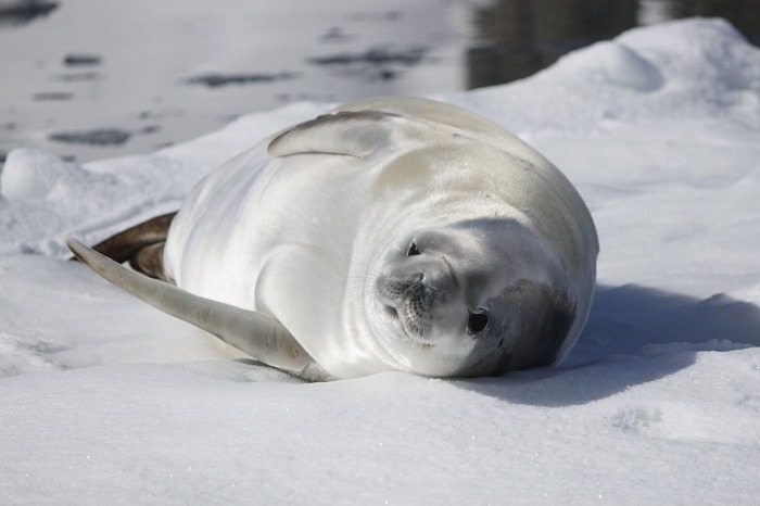 A crabeaster seal lays on the ice in Antarctica