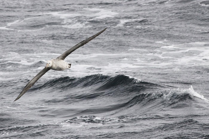 A wandering albatross flies over choppy water in the Drake Passage, Antarctica