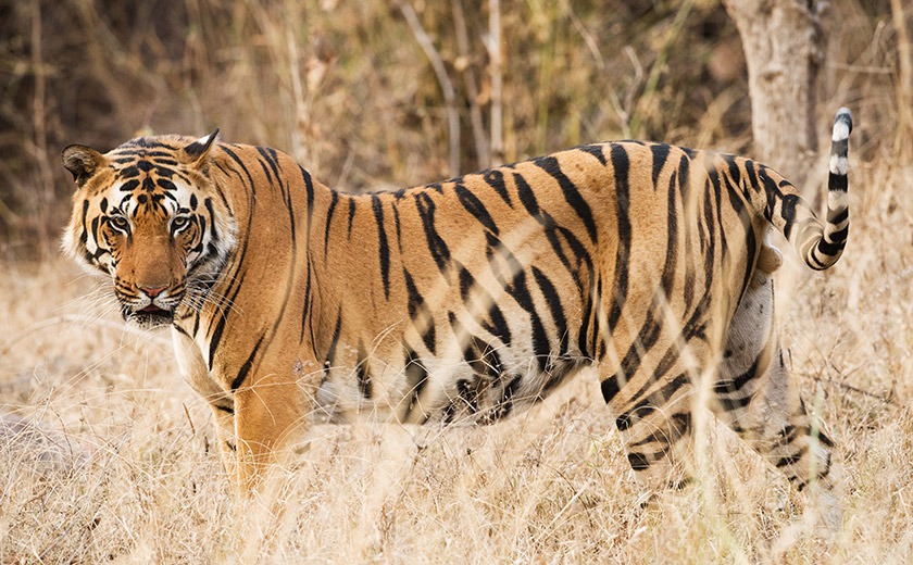 Bengal Tiger in Kanha National Park, India