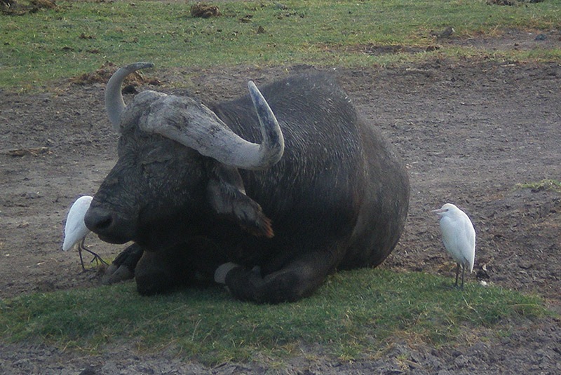 A cape buffolo in Amboseli National Park, Kenya