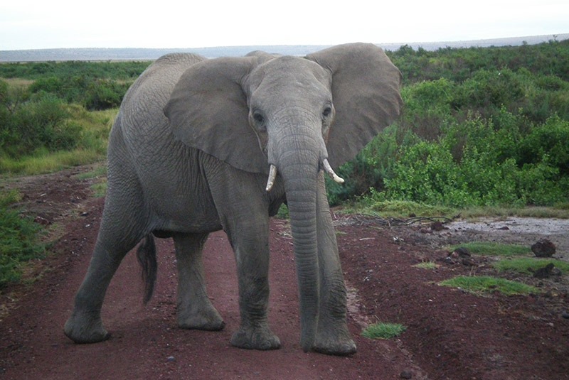 An elephant looks at a safari vehicle in Amboseli National Park, Kenya