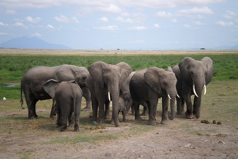 Herd of elephants in Amboseli National Park, Kenya