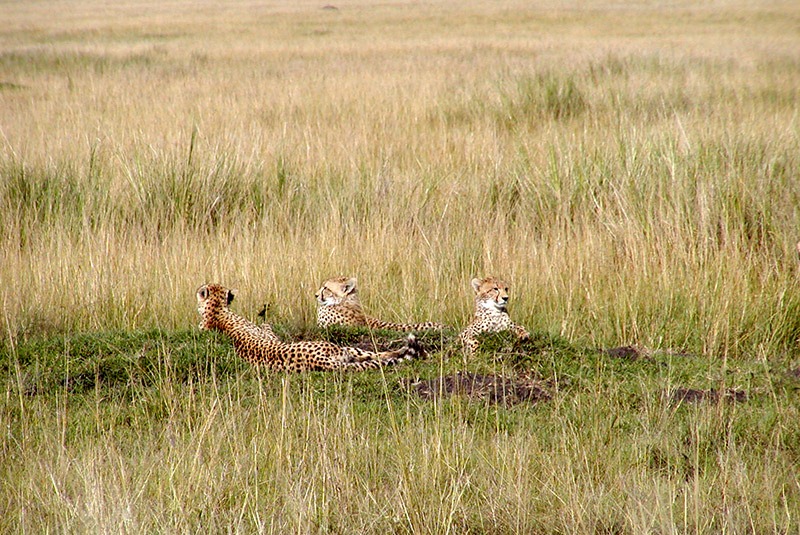 Cheetah mother with two cubs in the Masai Mara, Kenya