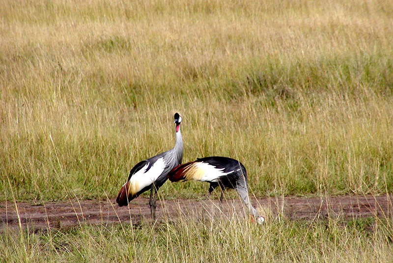 Regal-crested cranes in the Masai Mara, Kenya