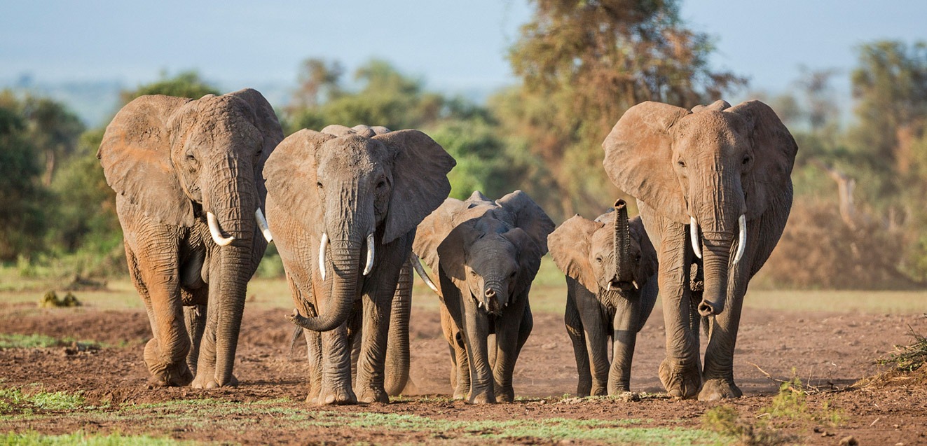 A family of elephants on the move in Amboseli National Park, Kenya