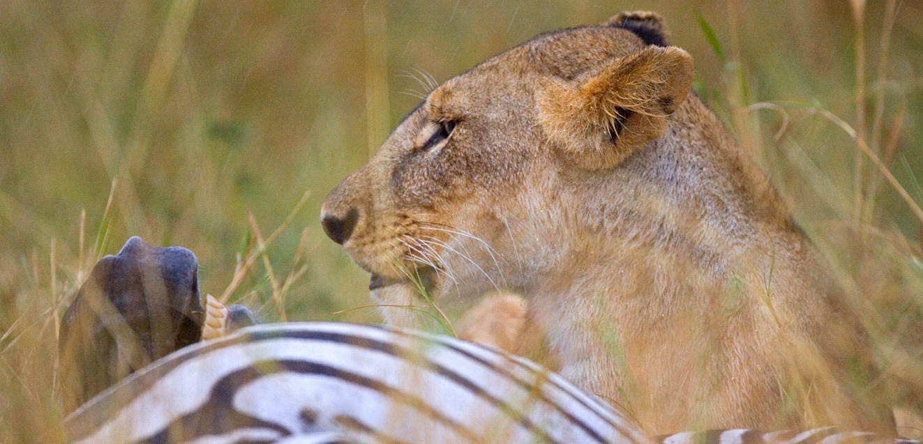 A lionness with her zebra kill, Kenya