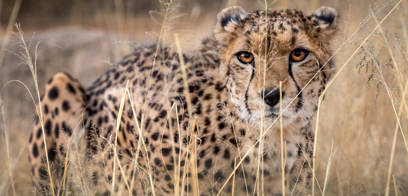 Cheetah stalking prey in the grass, Masai Mara, Kenya