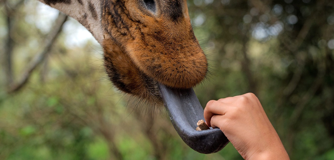 A giraffe sticks its tongue out at the Giraffe Center outside Nairobi, Kenya