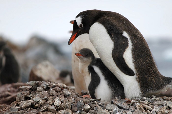 Gentoo penguin mother and check in Antarctica