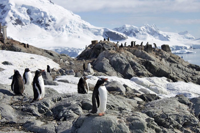 Penguins among the rocks and ice in Antarctica rookery