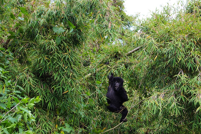 Young mountain gorilla in Volcanoes National Park, Rwanda