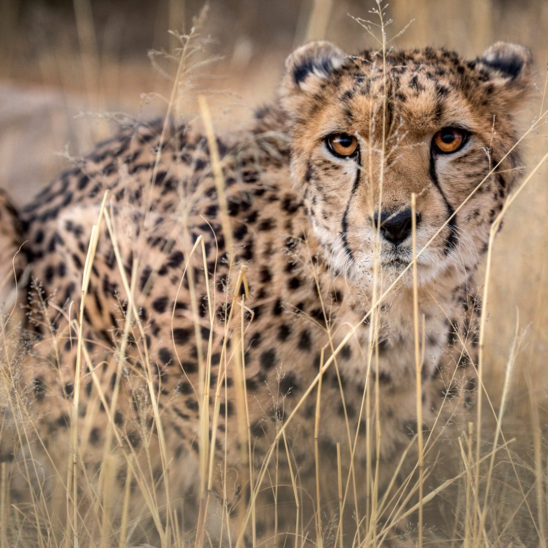 Cheetah stalking prey in the grass, Masai Mara, Kenya