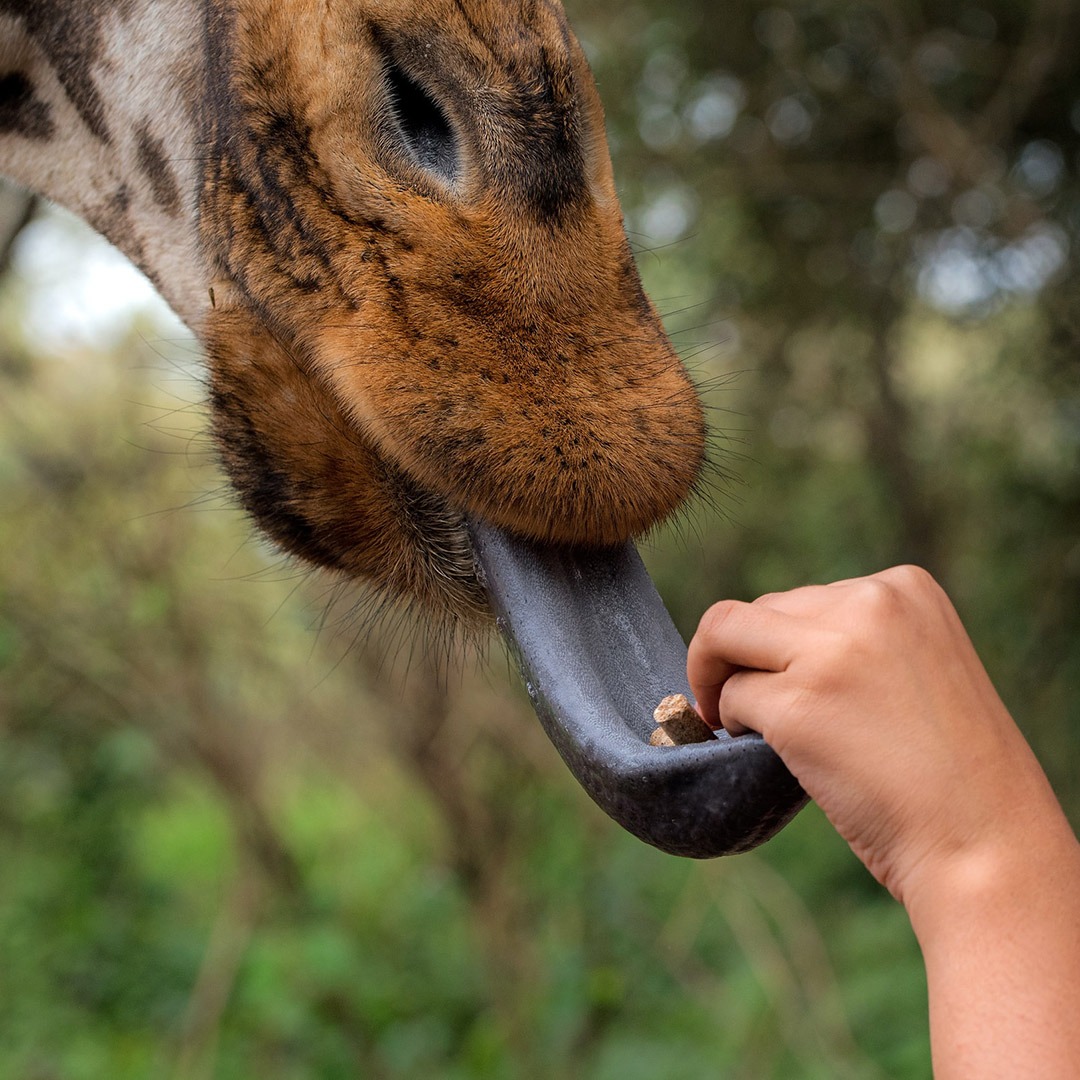 A giraffe sticks its tongue out at the Giraffe Center outside Nairobi, Kenya