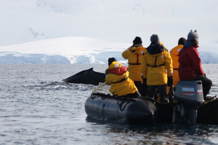 Minke whale passes a Zodiac in Antarctica