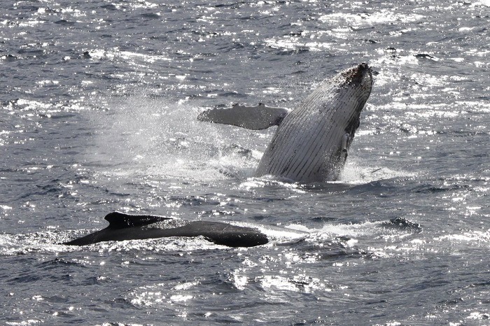 Breaching humpback whale in the waters of Antarctica