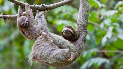 A young sloth and its mother hang off a tree branch in Costa Rica