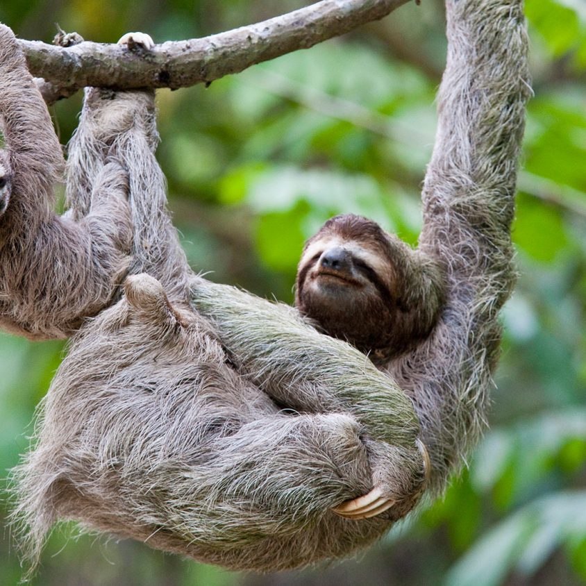 A young sloth and its mother hang off a tree branch in Costa Rica