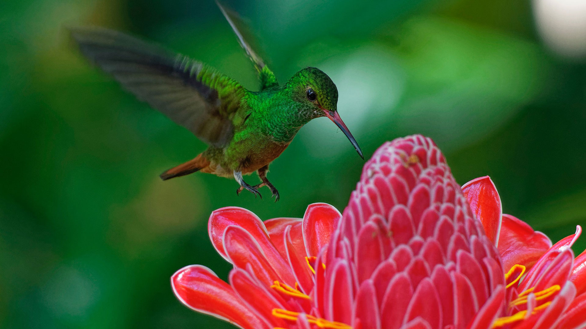 Hummingbird hovering above pink flower in rain forest, Costa Rica