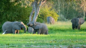 Elephants in Gorongosa National Park, Mozambique