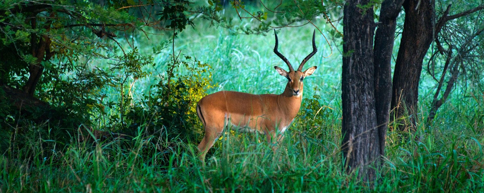 Impala in Gorongosa National Park, Mozambique