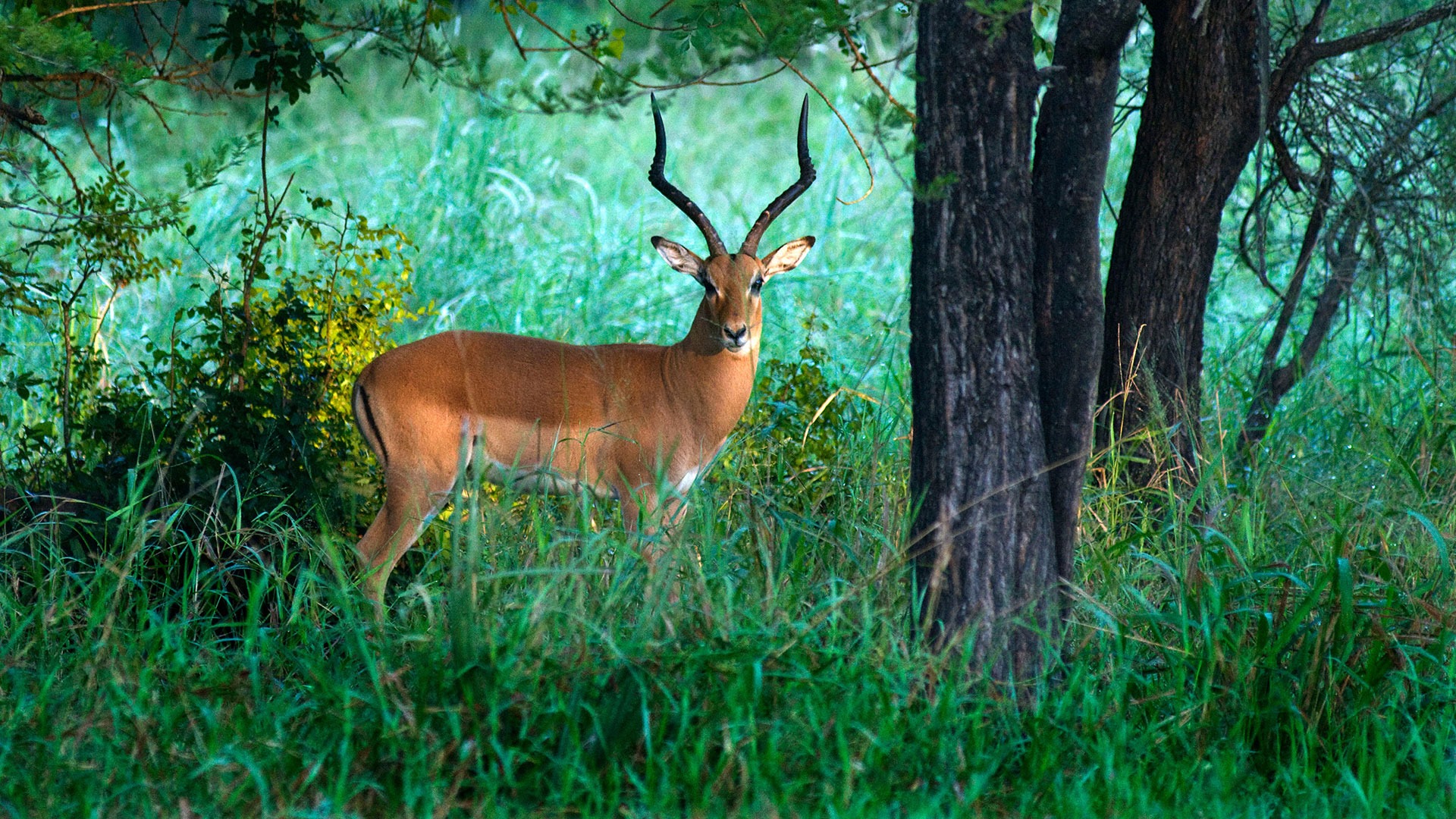 Impala in Gorongosa National Park, Mozambique