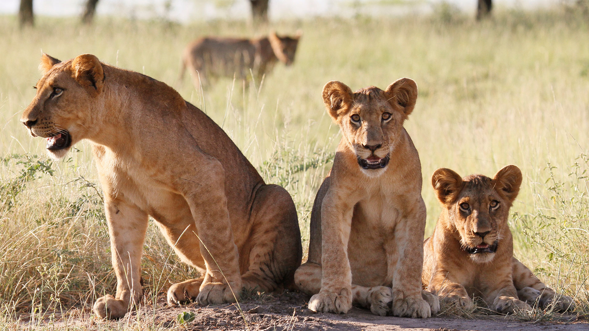Lions in Gorongosa National Park, Mozambique