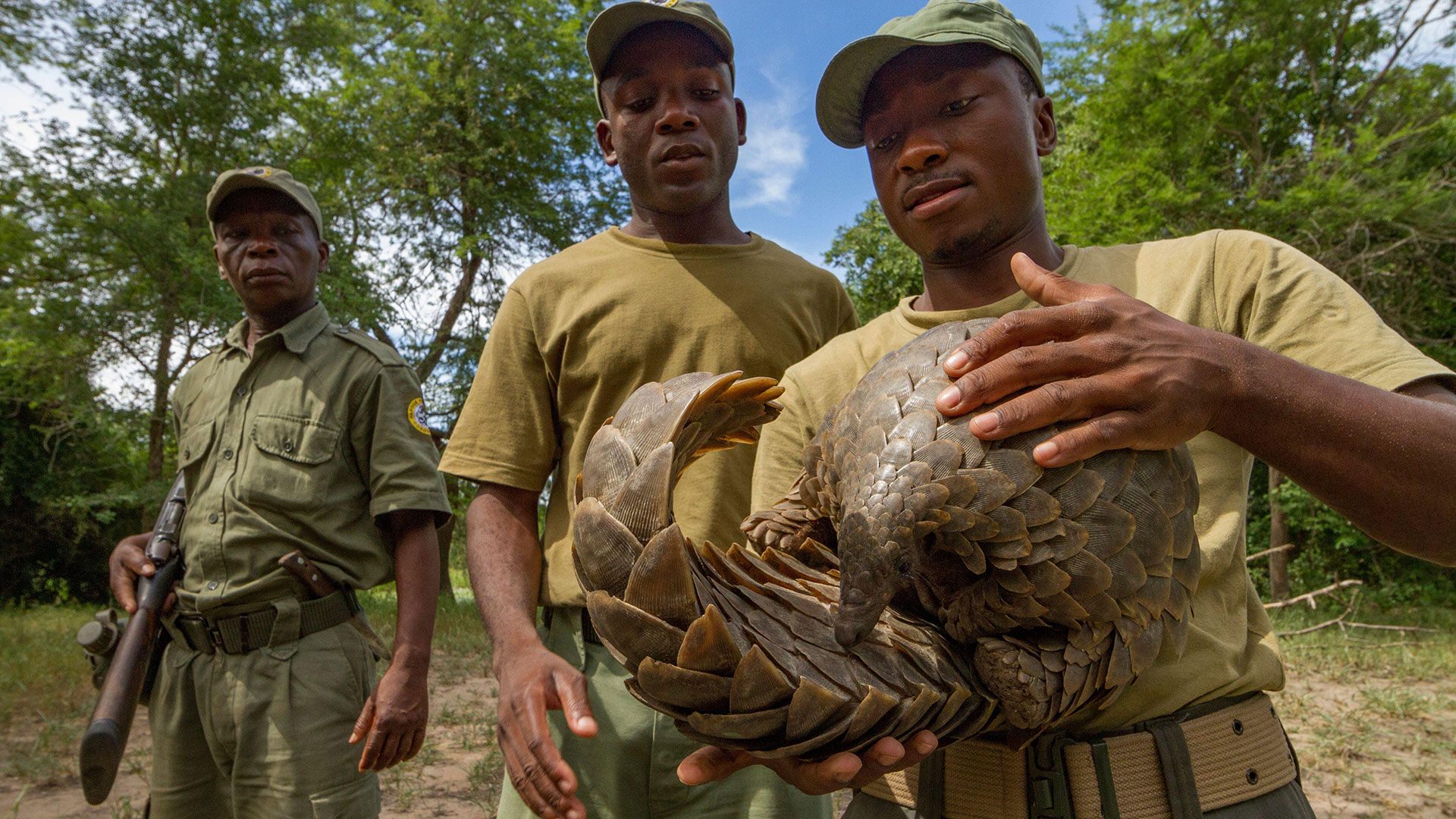 Rangers with pangolin in Gorongosa National Park, Mozambique