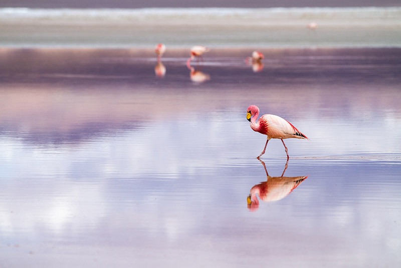 Flamingos on Laguna Colorada, Salar de Uyuni, Bolivia
