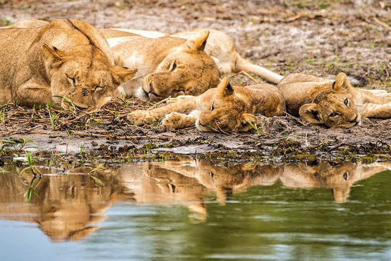Lions lounging near a river in the Okavango Delta, Botswana