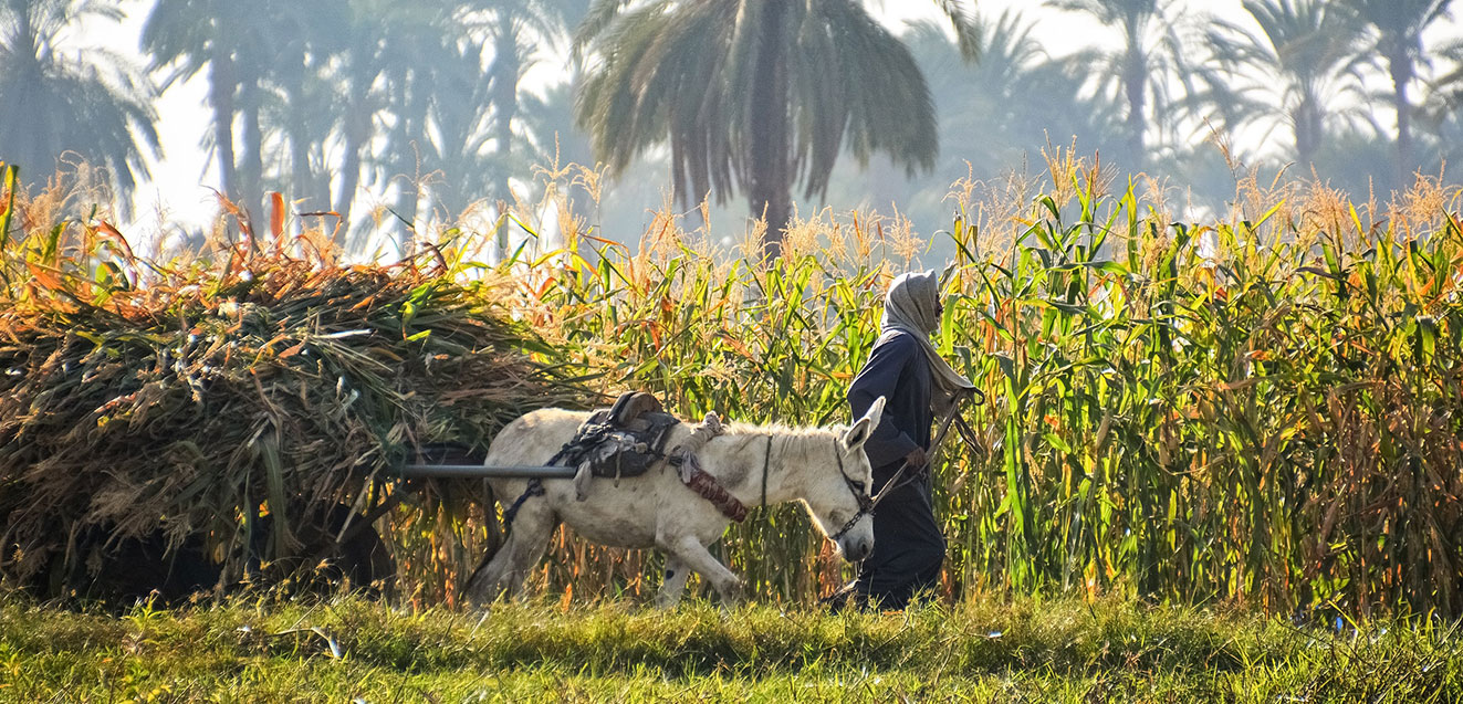 Farmer in corn field Luxor, Egypt