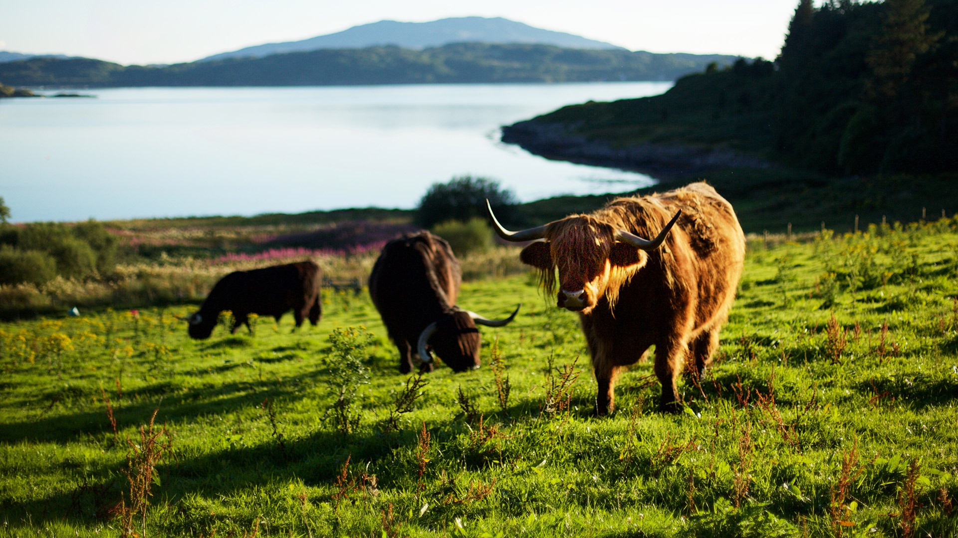 Highland cows on the Kintyre Peninsula, Scotland