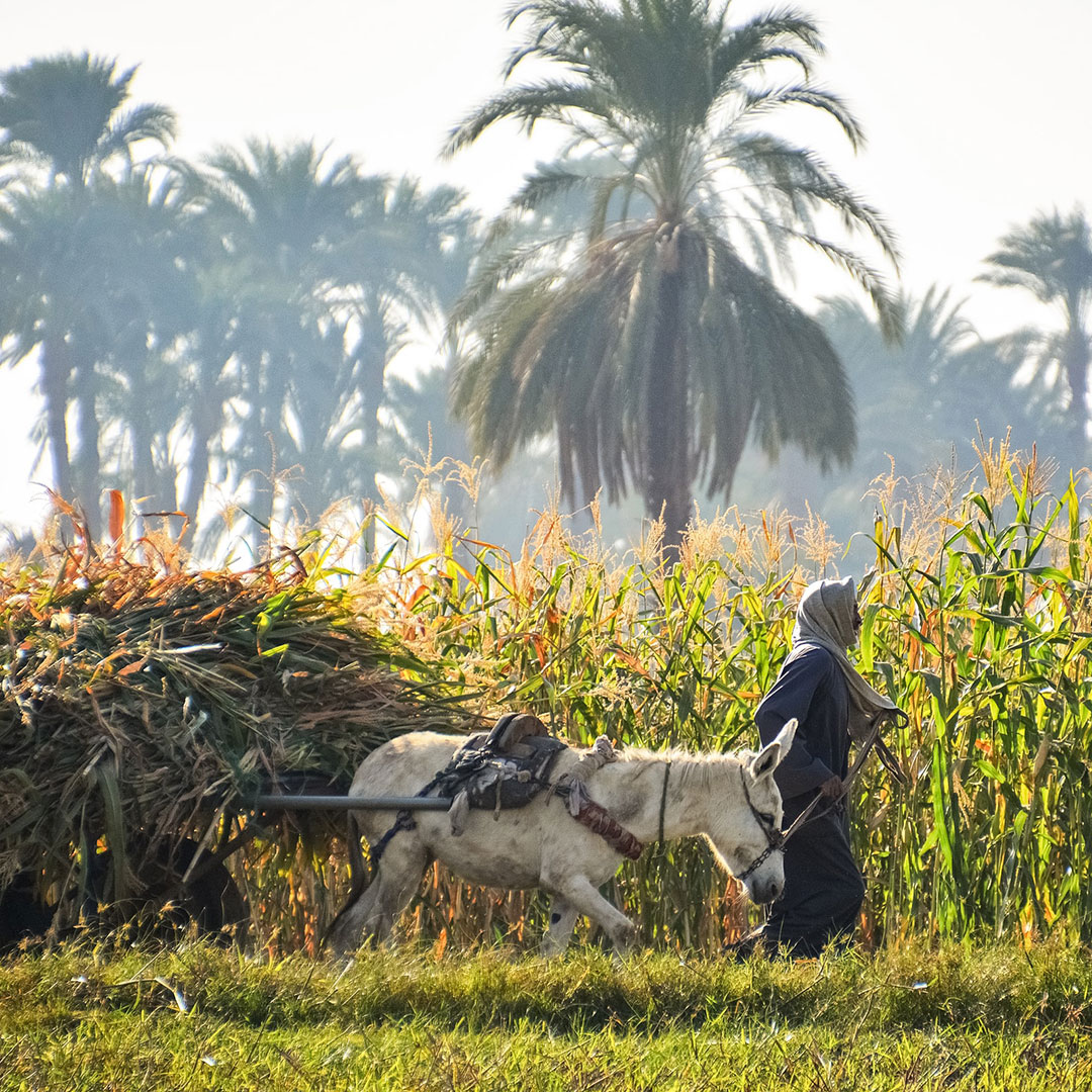 Farmer in a corn field, Luxor, Egypt