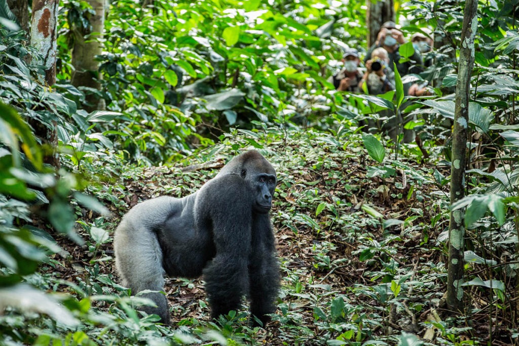 Gorilla trekkers spot a lowland gorilla in Odzala-Kokoua, Congo