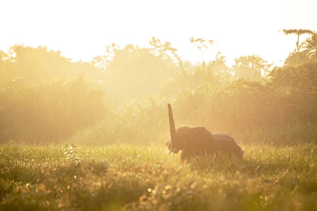 Young forest elephant in Odzala-Kokoua National Park, Congo