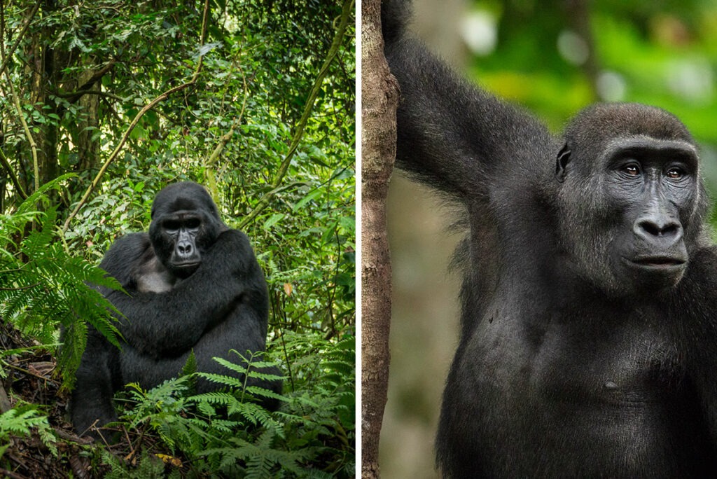 Mountain gorilla in Rwanda and Western lowland gorilla in Congo