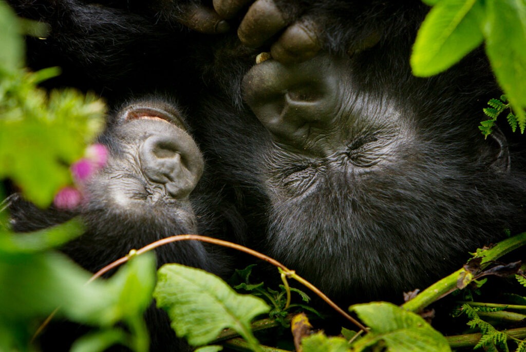 Mother and juvenile mountain gorilla in Volcanoes National Park, Rwanda