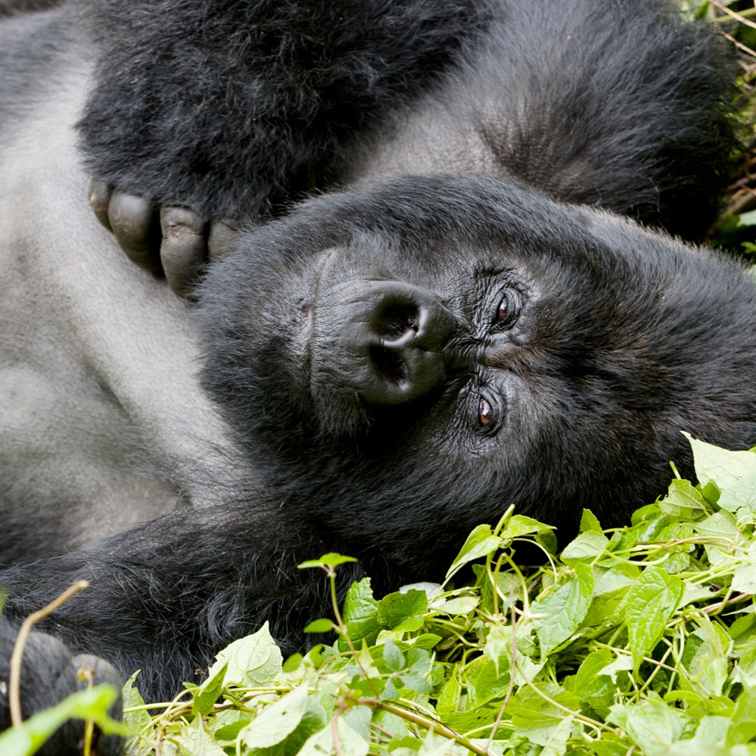 Silverback gorilla laying down in Volcanoes National Park, Rwanda